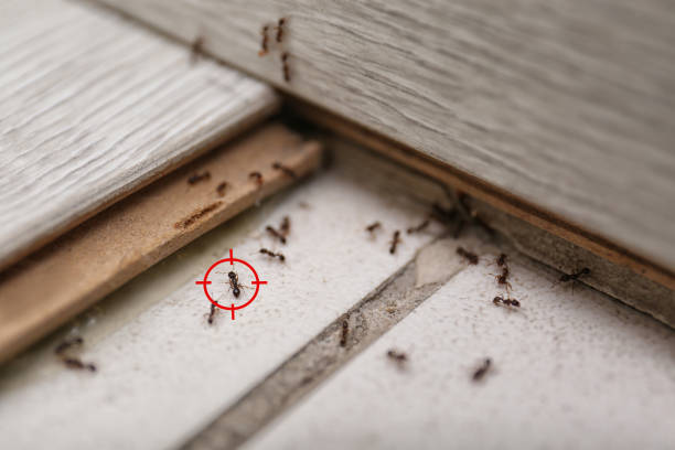 Best Spider Control Near Me  in Mystic, CT