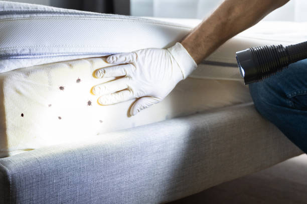 Best Bed Bug Extermination  in Mystic, CT