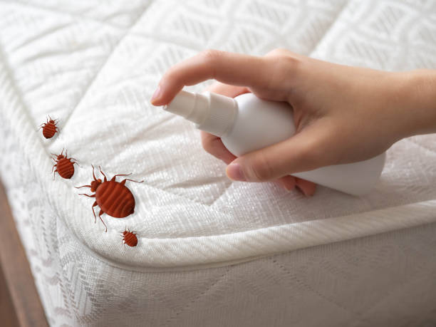 Best Ant Control Services  in Mystic, CT